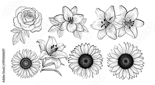 Hand-drawn floral collection: roses, lilies, sunflowers, sketched botanical elements on white background.