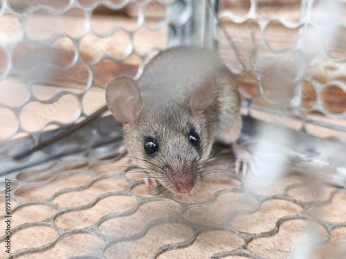 close-up of mouse in a cage