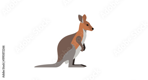 Australian Wallaby Standing Proudly in Profile Against White Background.