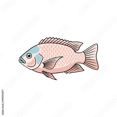 Pink Tilapia Fish Illustration Isolated on White Background