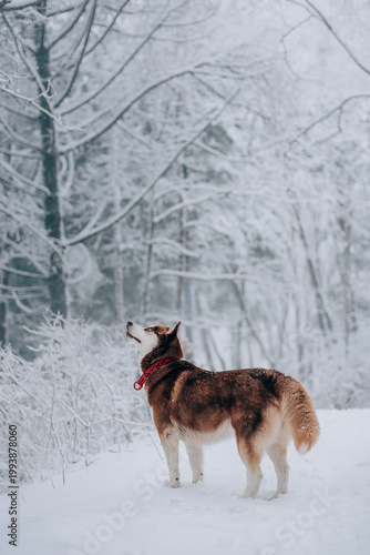 Red husky hunting behavior, morning walk, soft blured snowy forest background