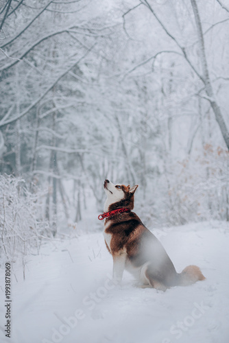 Red husky hunting behavior, morning walk, soft blured snowy forest background