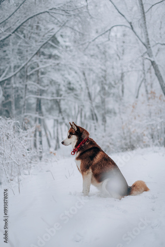 Red husky hunting behavior, morning walk, soft blured snowy forest background