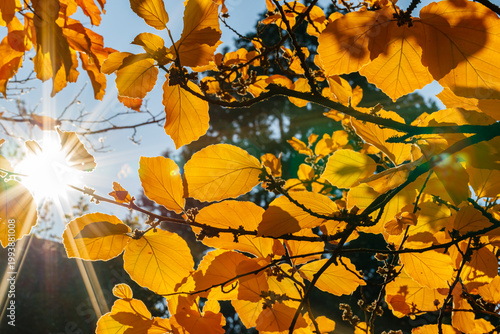Fotografie Bright sunlight shines through yellow leaves on a tree during autumn in a forest