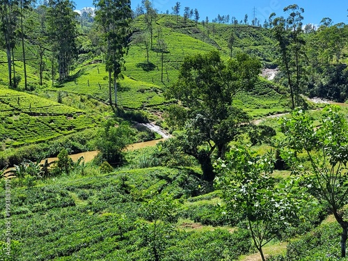 Obraz na plátne Plantation de thé. Région de Maskeliya, Sri Lanka.