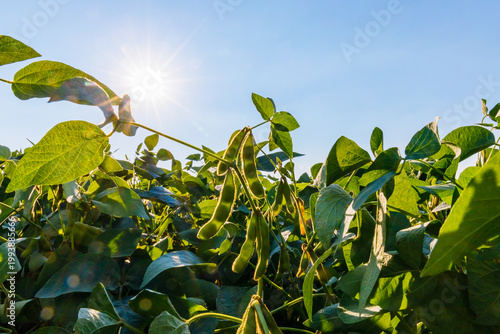 Foto Soybean plants grow under sunlight in a field on a clear day just before harvest