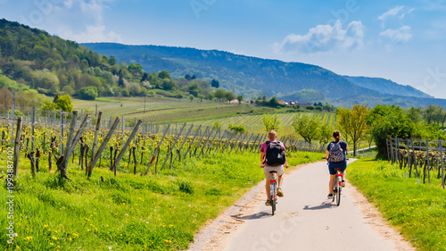 Biking through vineyards on a sunny day near hills and trees in the countryside during springtime