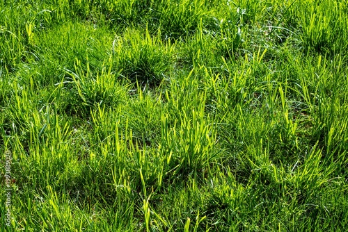 Canvastavla Wild green grass field texture and background