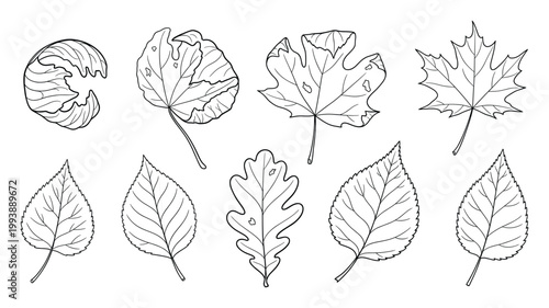 Various outline botanical leaves perfect for nature themed educational resources or seasonal graphic projects
