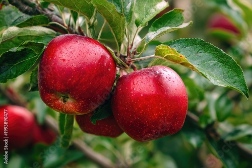 Close-up of ripe, red apples on a tree branch with green leaves (1)
