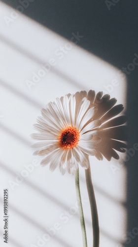 Generative AI, Single White Gerbera Daisy with Window Shadow on White Background