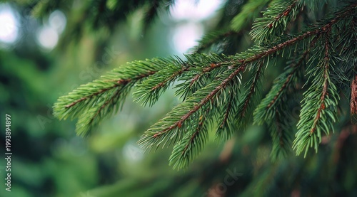 Close-up of vibrant green fir tree branch with sharp needles, soft bokeh background