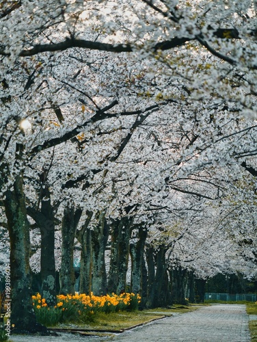 Tokyo, Japan - March 29, 2026: Cherry blossoms and  yellow Wild daffodil in full bloom at dawn
