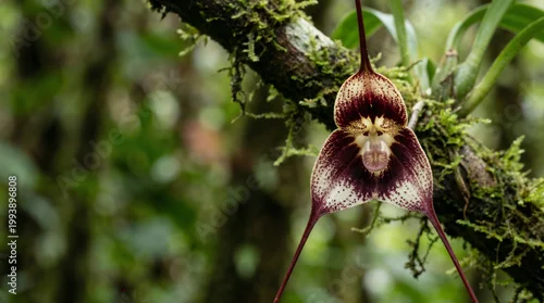 Obraz Extreme macro of the rare Monkey Face Orchid (Dracula simia) blooming in a cloud forest with wide copy space