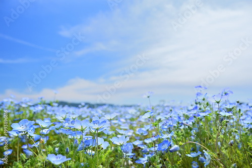 晴れた日の美しいネモフィラ畑