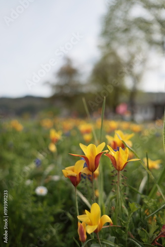 Colorful spring flowers in a meadow with soft blurred background and natural light.