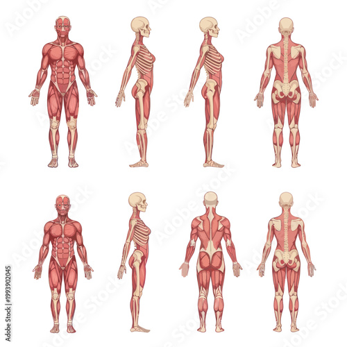 Human Anatomy Muscular System and Skeleton - Front, Side, Back Views