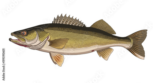 Walleye Fish Illustration - Freshwater Predator with Open Mouth and Spiny Dorsal Fin