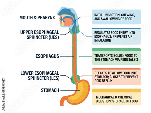 Anatomical Infographic Detailing the Human Esophagus, Stomach, and Digestive System Functions in a Clear 2D Vector Style