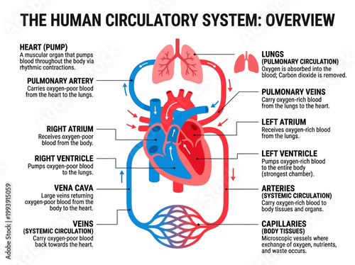 Comprehensive Educational Vector Infographic Detailing the Human Circulatory System with Key Components and Blood Flow Overview