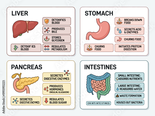 Clear 2D vector infographic illustrating the vital functions of human digestive organs: liver, stomach, pancreas, intestines.