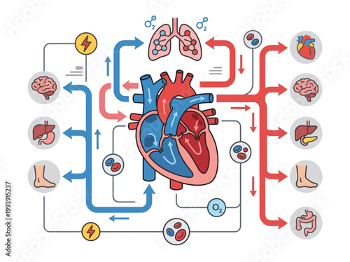 Modern flat 2D vector infographic illustrating the human circulatory system, detailing blood flow, oxygenation, and vital organ connections.