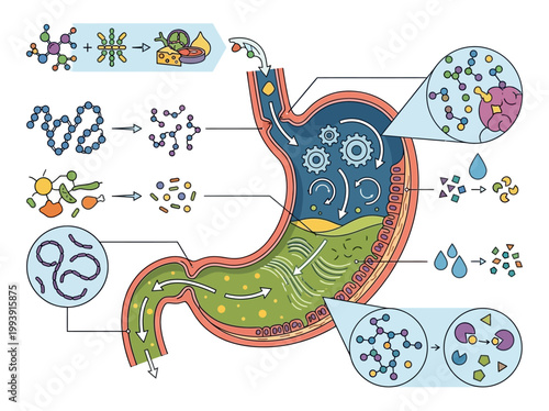 Modern flat 2D infographic on human stomach digestion, detailing mechanical churning, chemical breakdown, and enzyme action.