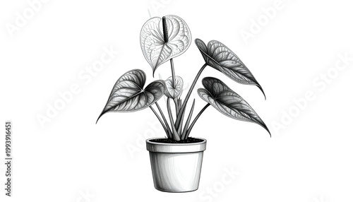Anthurium Plant Illustratio...