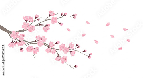 Cherry Blossom Branch with Falling Petals.
