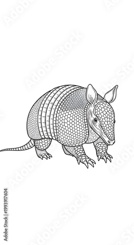 Armadillo Illustration Isol...