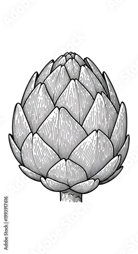 Artichoke Illustration Isol...