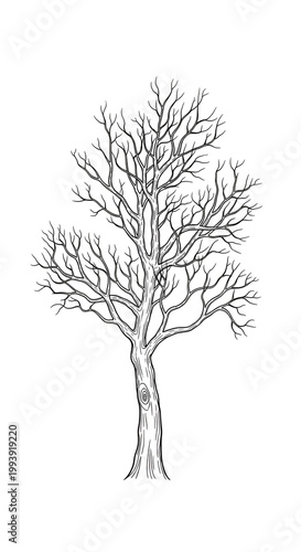 Bare Tree Winter Branches B...