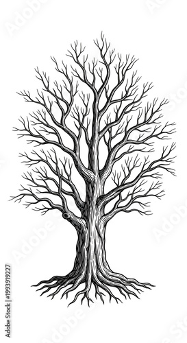 Bare Tree Silhouette Isolat...