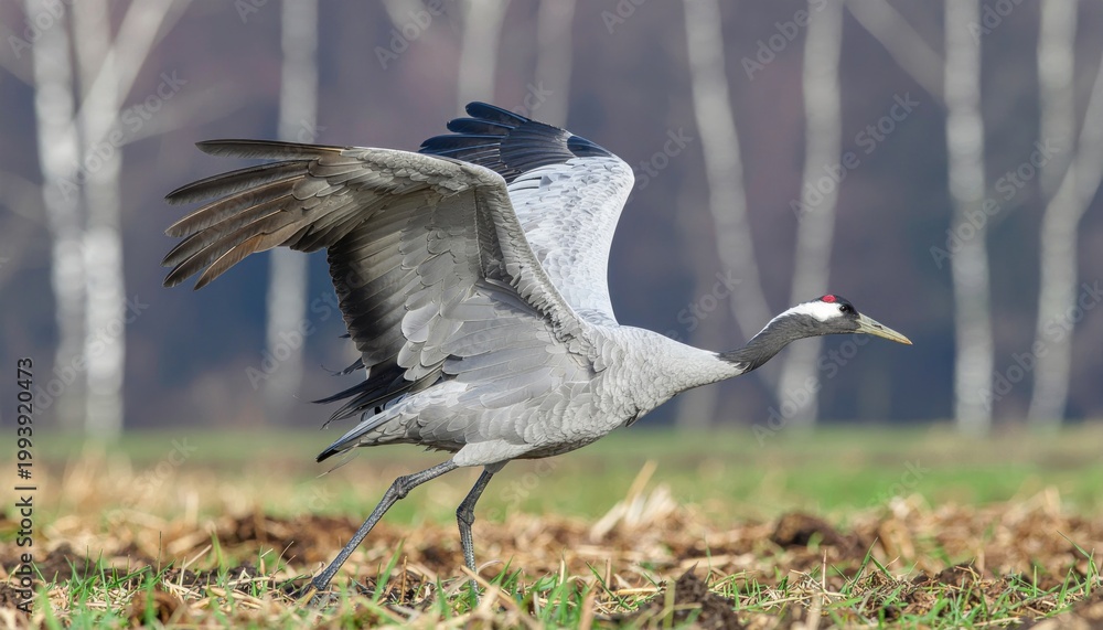 Fototapeta premium Crane takes flight.