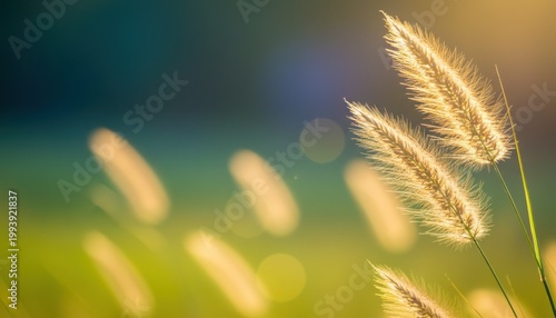 Golden Grass Field Bokeh.