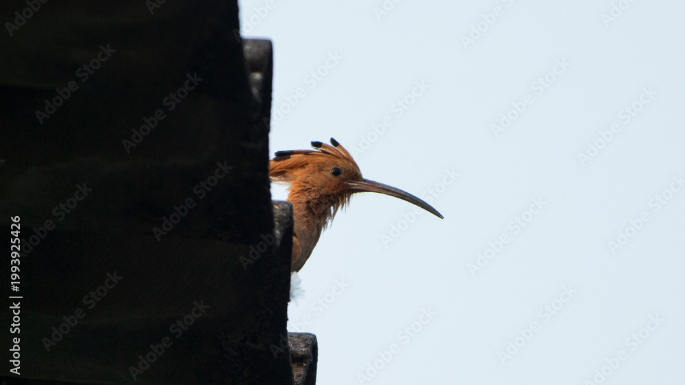 Fototapeta premium Eurasian hoopoe (Upupa epops) sitting on the roof