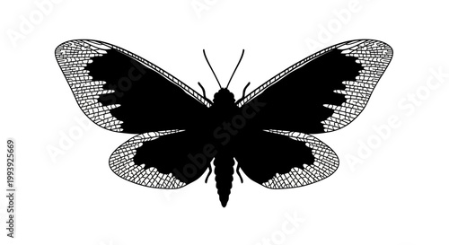 Black Butterfly Silhouette with Details.