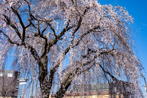 Stunning Weeping Cherry Blossom Tree in Full Bloom with Urban Buildings and Blue Sky, Machida, Tokyo