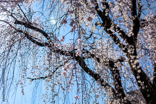 Stunning Weeping Cherry Blossom Tree in Full Bloom with Urban Buildings and Blue Sky, Machida, Tokyo