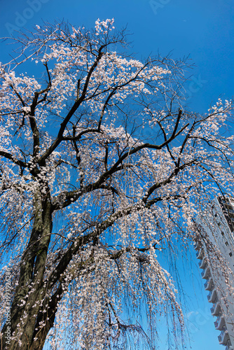 Stunning Weeping Cherry Blossom Tree in Full Bloom with Urban Buildings and Blue Sky, Machida, Tokyo