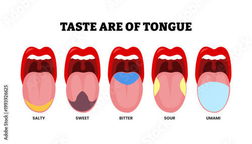 Different types of taste area of tongue types. Human mouth isolated on white background. basic taste areas. Labeled salty, sweet, bitter, sour, umami. Vector educational illustration.