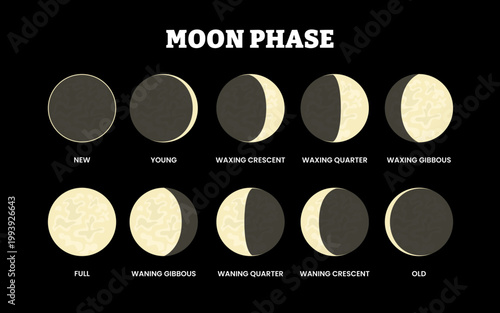 Phase of the moon phase stages vector illustration.  Lunar eclipse vector The shadow of the world obscures the moon. new, young, crescent quarter waxing and wanning, full moon. Vector illustration.