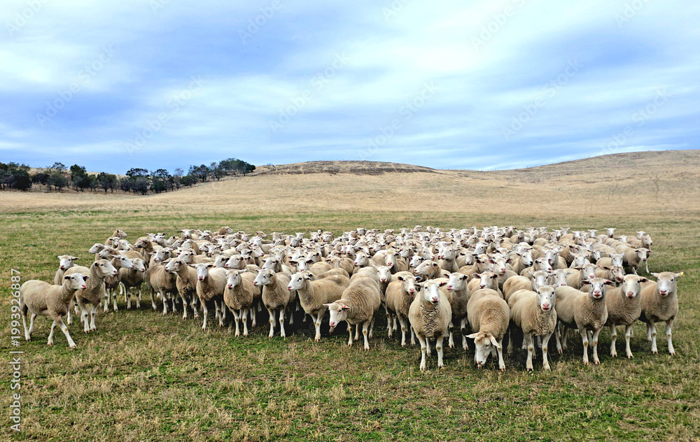 Obraz premium Numerous sheep stand together in a wide open field with rolling hills