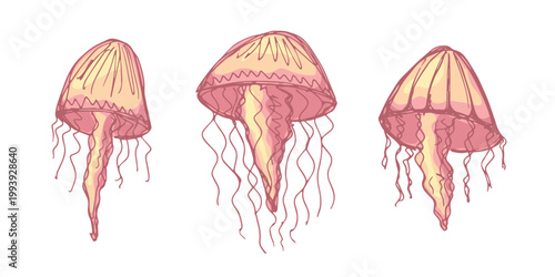 Set of hand drawn jellyfish doodle Sea animal illustration Cute marine underwater creature Medusa sketch clipart Single element for web, design, decor, children's print