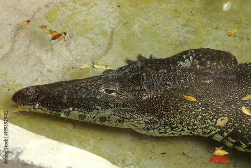 Canvas Print Close-up profile of an alligator emerging from murky green water with floating leaves