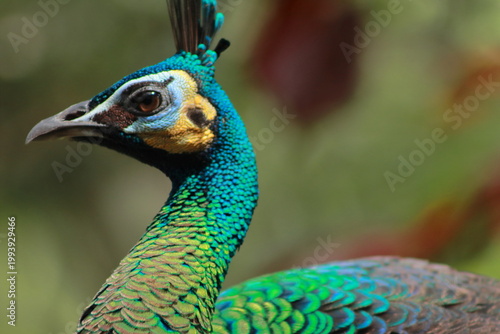 Close-up side profile of a peacock head showing vivid blue and green plumage with blurred background