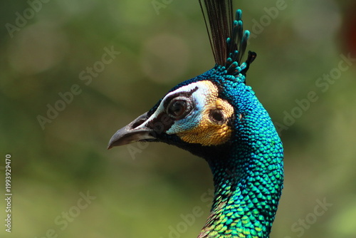Close-up side profile of a peacock head showing vivid blue and green plumage with blurred background