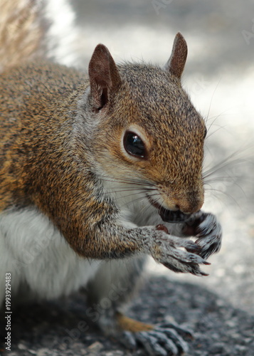 Close-up shot of a brown squirrel eating food with its paws