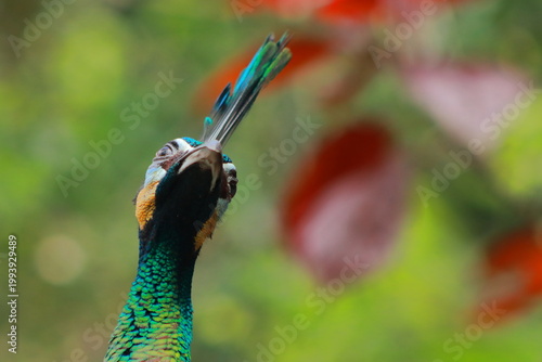 Close-up side profile of a peacock head showing vivid blue and green plumage with blurred background