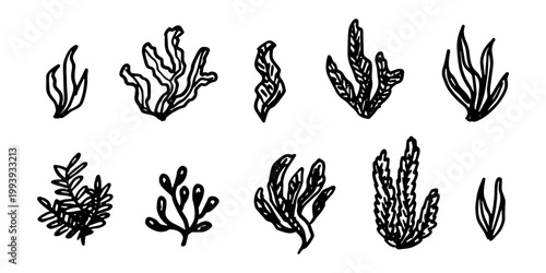Hand drawn sea coral and seaweed doodle set Tropical underwater flora, aquarium plants, ocean plant, algae, coral reef, leaves, branches